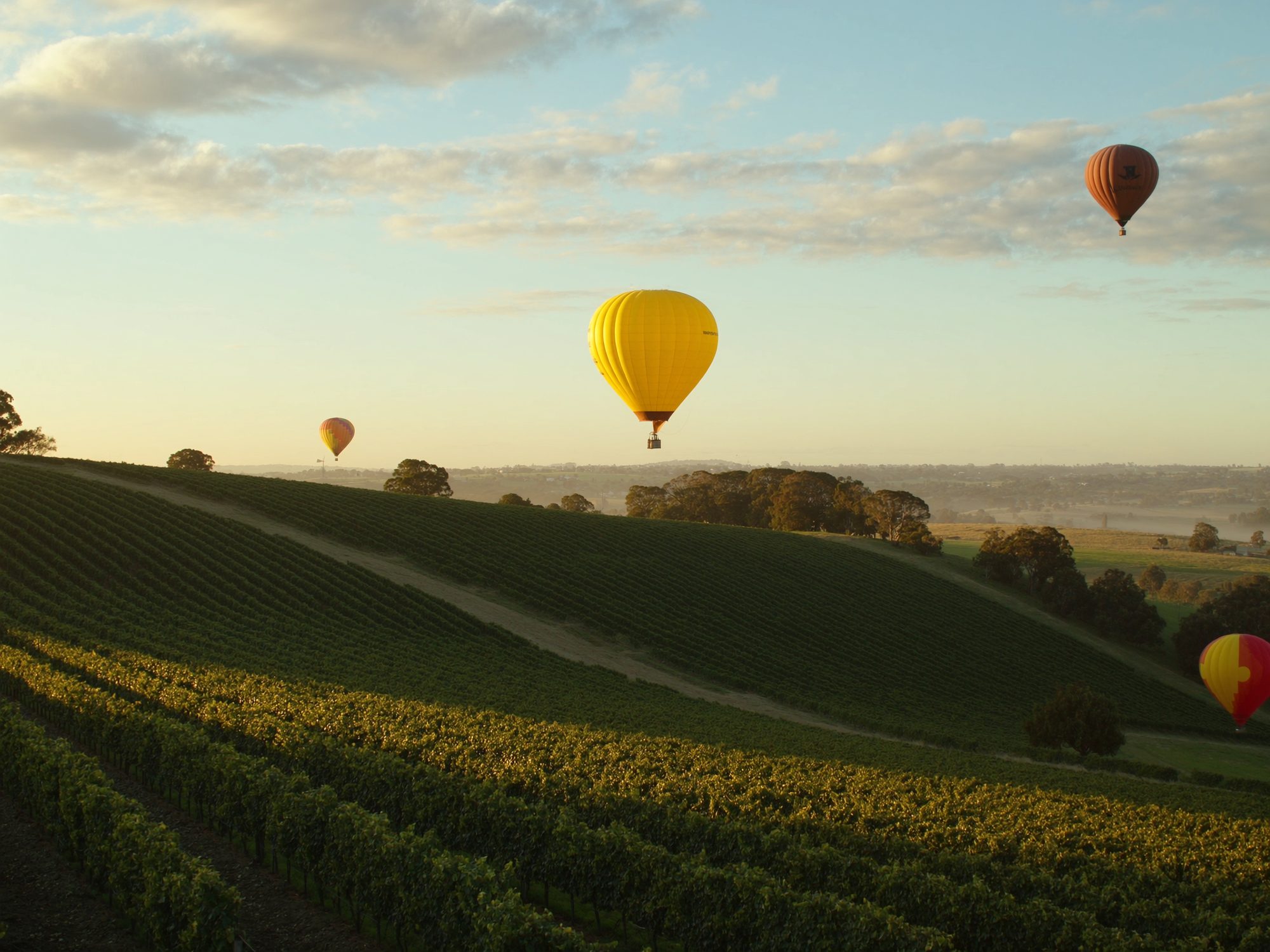 Hot-air balloons over Mudgee vineyards at sunrise